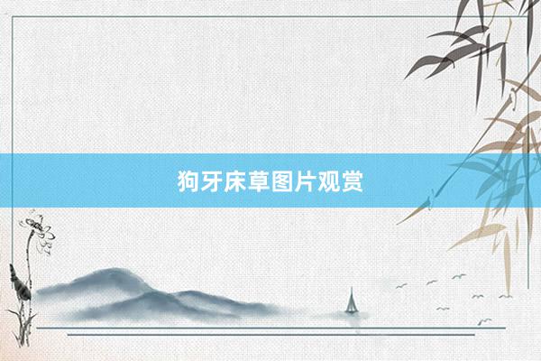 狗牙床草图片观赏
